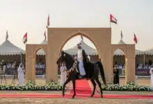 مهرجان الخيول العربية الأصيلة حين تلتقي الأصالة بالفخامة