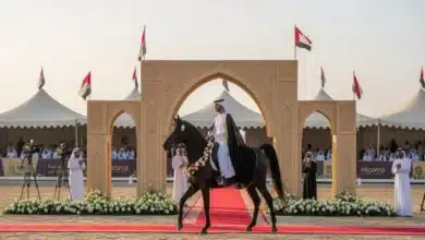 مهرجان الخيول العربية الأصيلة حين تلتقي الأصالة بالفخامة