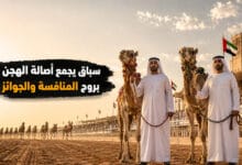 مهرجان حاكم الشارقة للهجن في الإمارات وأهم فعالياته وجوائزه
