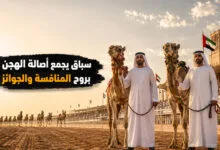 مهرجان حاكم الشارقة للهجن في الإمارات وأهم فعالياته وجوائزه مهرجان حاكم الشارقة للهجن في الإمارات وأهم فعالياته وجوائزه