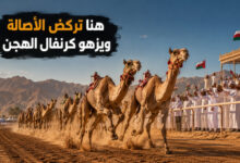 مهرجان الفليج للهجن في عمان ركض الأصالة وكرنفال يزهو بالجمال