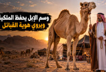 وسم الإبل عند القبائل رموز تصون الملكية وشعارات تروي الهوية