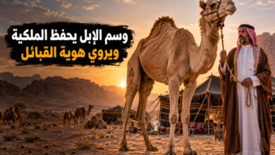 وسم الإبل عند القبائل رموز تصون الملكية وشعارات تروي الهوية وسم الإبل عند القبائل رموز تصون الملكية وشعارات تروي الهوية